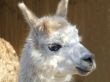 Llama
