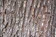 Bark