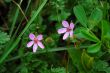 Flowers in grass