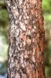 Trunk of a pine