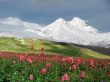 Mountains of the Caucasus