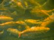 Trout background