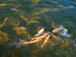 Trout