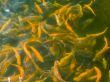 Trout background