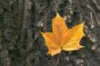 Maple leaf on bark