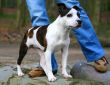 Staffordshire Pup
