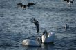 white swans and flying seagull above water