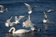 white swans and flying seagull above water