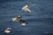 lot of white beautiful seagulls above water fighting