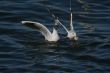 two white beautiful seagulls in water eating bread