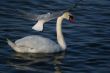 white beautiful swan in water and flying seagull above