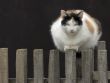 Cat on the fence