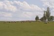 Sheep grazing