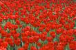 Field of red tulips