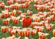 Standing out in a crowd