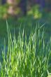 Grass