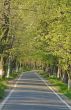 Road in a summer park