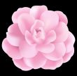 Pink Flower