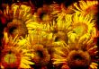 Grunge background - collage from sunflowers