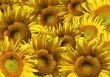 Background - decorative collage from sunflowers