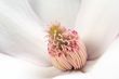 Magnolia Stamens