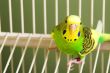 Parakeet