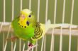 Parakeet