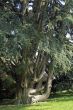 Big old tree
