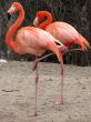 Couple of flamingos