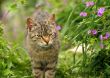 grey cat in spring flowering nature