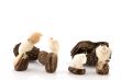 products from tagua
