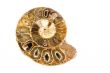 ammonites