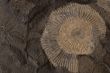ammonite