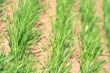 Field