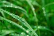 Wet grass