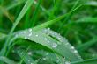 Grass