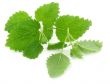 lemon balm
