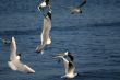 lot of white beautiful seagulls above water fliying