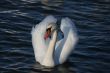 Graceful white swan on a water of lake
