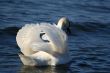 Graceful white swan on a water of lake
