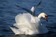 Graceful white swan on a water of lake and seagull