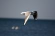 white beautiful seagull above water fliying