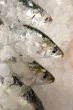 herring on fishmonger slab