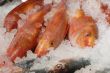 red mullet on fishmonger`s slab