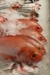 red mullet on fishmonger`s slab