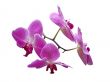 Purple Phalaenopsis