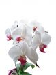 White Phalaenopsis