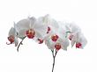 White Orchid