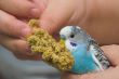 Parakeet