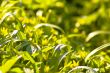 Green grass